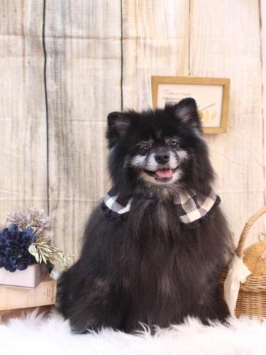 20241008ふわりちゃん